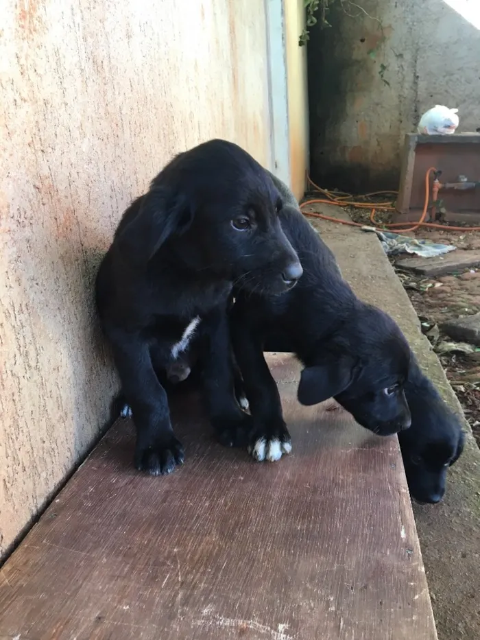 Cachorro ra a . idade Abaixo de 2 meses nome .