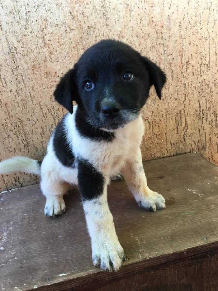 Cachorro ra a . idade Abaixo de 2 meses nome .