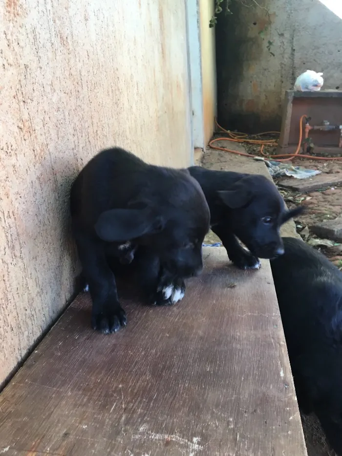 Cachorro ra a . idade Abaixo de 2 meses nome .