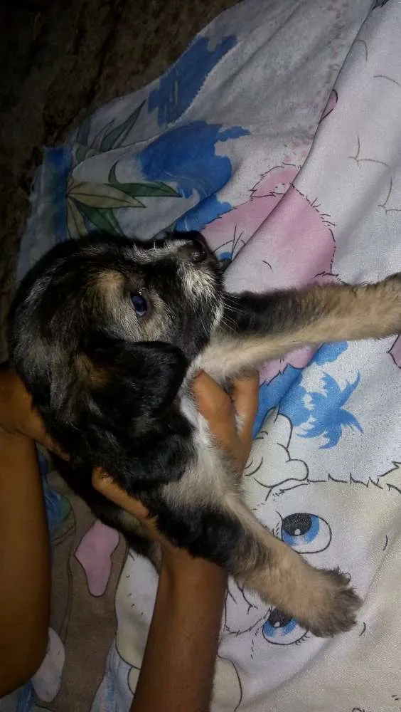 Cachorro raça SRD( sem raça definida) idade 2 a 6 meses nome Sem