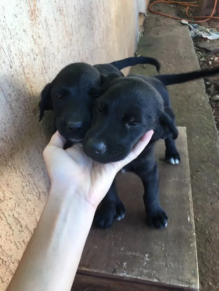 Cachorro ra a . idade Abaixo de 2 meses nome .