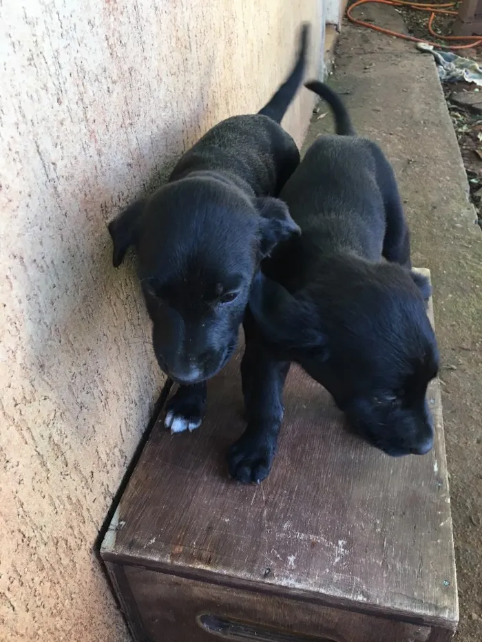Cachorro ra a . idade Abaixo de 2 meses nome .