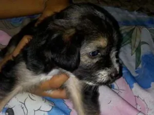 Cachorro raça SRD( sem raça definida) idade 2 a 6 meses nome Sem