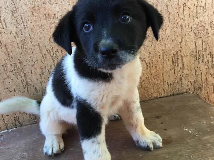 Cachorro ra a . idade Abaixo de 2 meses nome .
