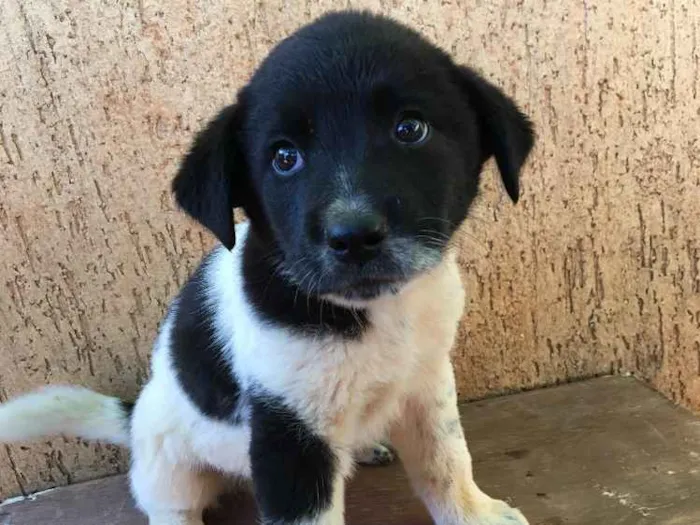 Cachorro ra a . idade Abaixo de 2 meses nome .