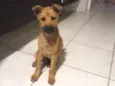 Toco