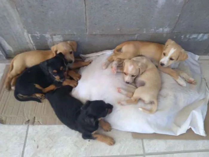 Cachorro raça VL idade Abaixo de 2 meses nome Filhote
