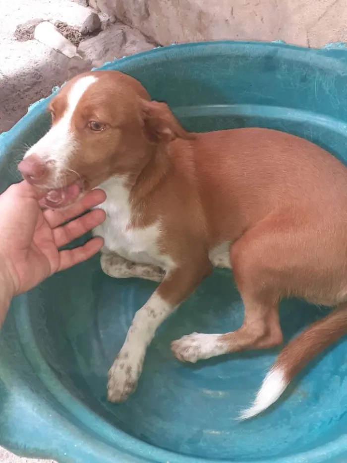 Cachorro ra a Vira lata idade 2 a 6 meses nome Mel