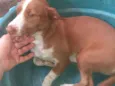 Mel