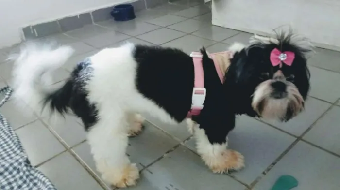 Cachorro ra a Shitzu idade 7 a 11 meses nome Lilica