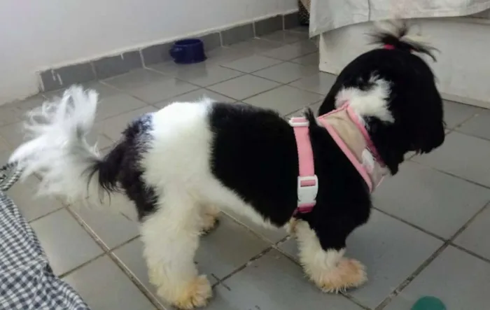 Cachorro ra a Shitzu idade 7 a 11 meses nome Lilica