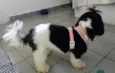 Lilica