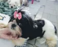 Lilica