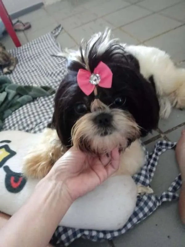 Cachorro ra a Shitzu idade 7 a 11 meses nome Lilica