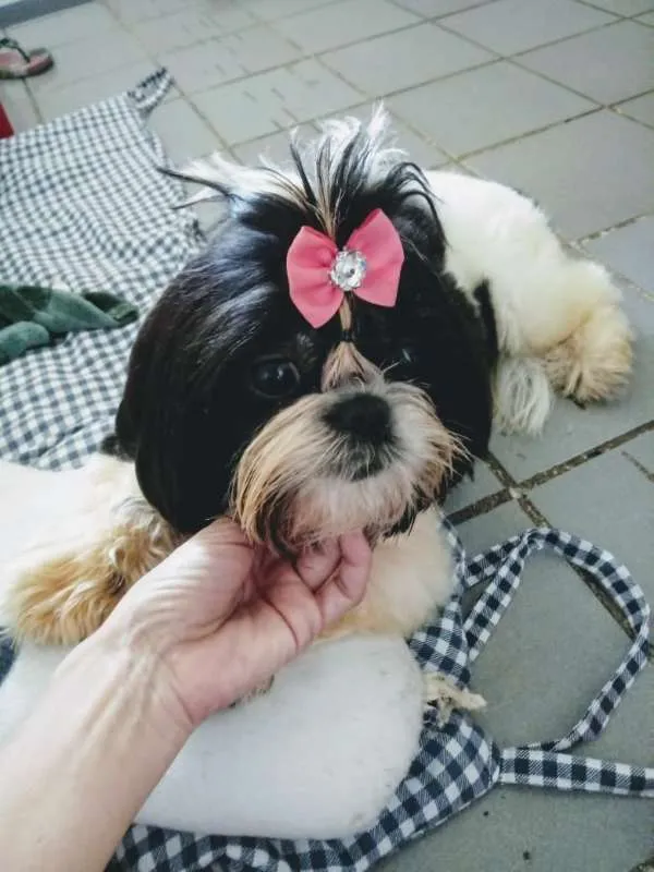 Cachorro ra a Shitzu idade 7 a 11 meses nome Lilica