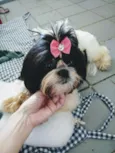Lilica