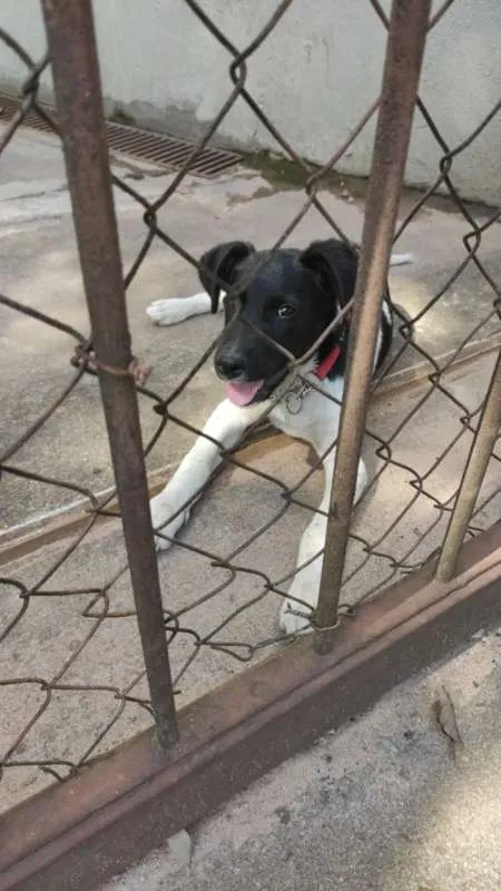 Cachorro ra a SRD idade 2 a 6 meses nome Doguito