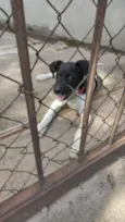 Doguito