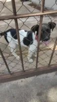 Doguito