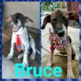 BILLY E BRUCE