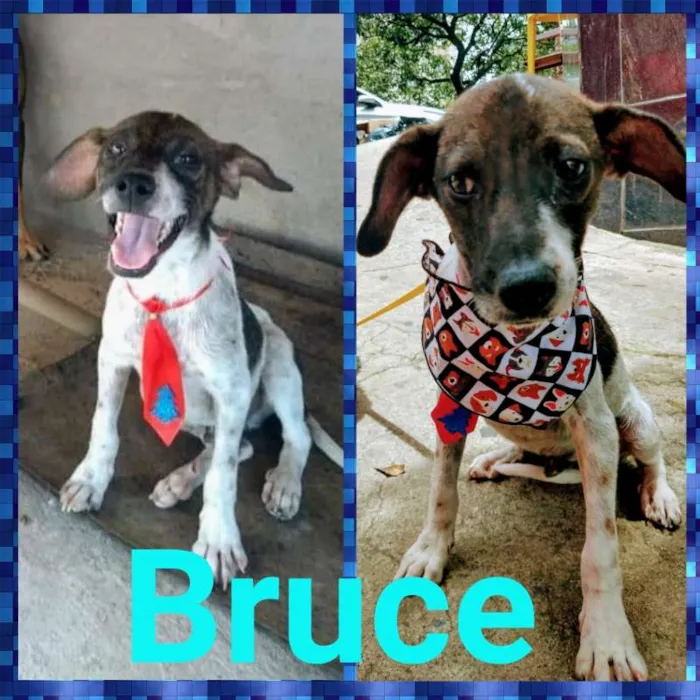 Cachorro raça RSD idade  nome BILLY E BRUCE