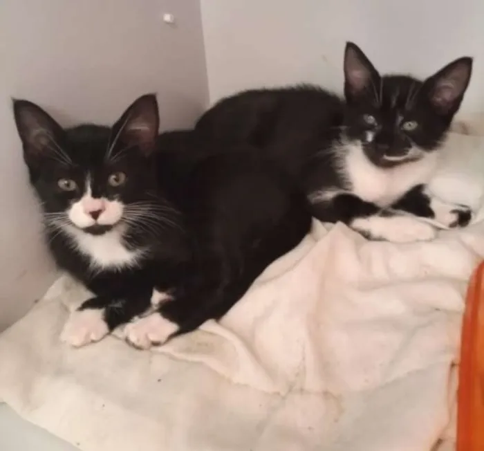 Gato raça SRD idade 2 a 6 meses nome Frajolas 