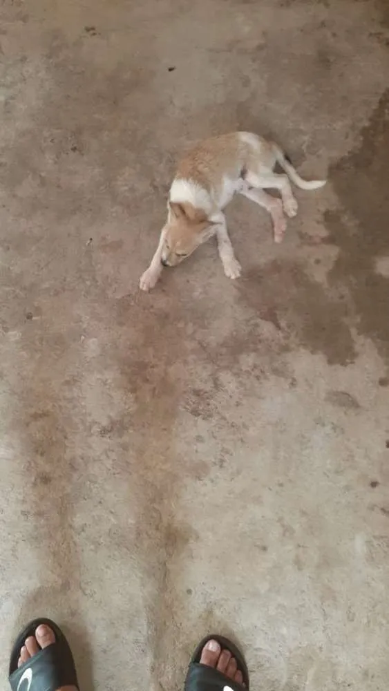 Cachorro ra a  idade 2 a 6 meses nome Péricles