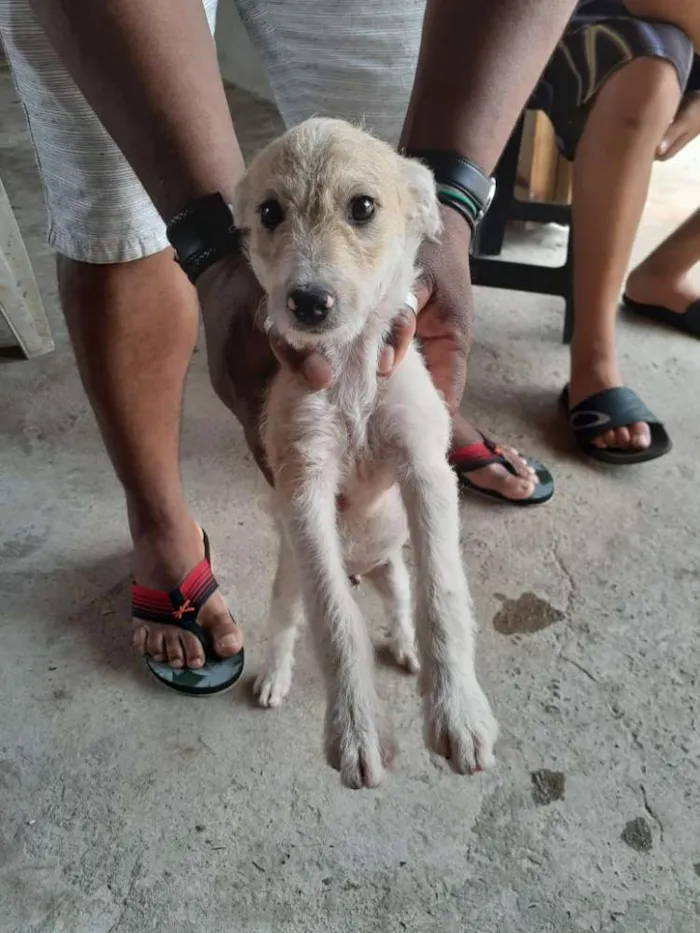 Cachorro ra a  idade 2 a 6 meses nome Péricles