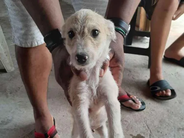 Cachorro ra a  idade 2 a 6 meses nome Péricles