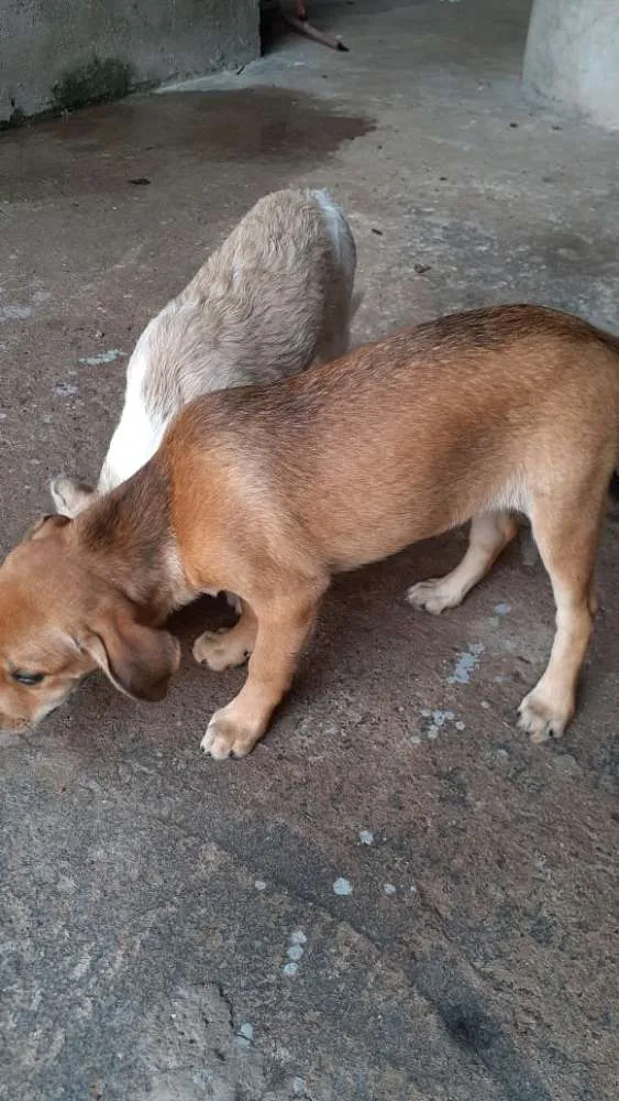 Cachorro ra a  idade 2 a 6 meses nome Dalila