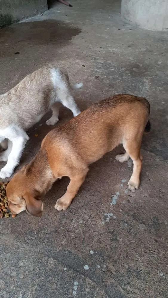 Cachorro ra a  idade 2 a 6 meses nome Dalila