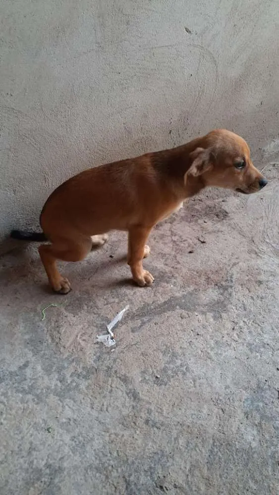 Cachorro ra a  idade 2 a 6 meses nome Dalila