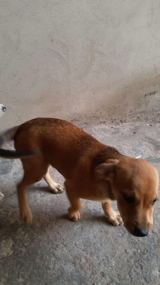 Cachorro ra a  idade 2 a 6 meses nome Dalila