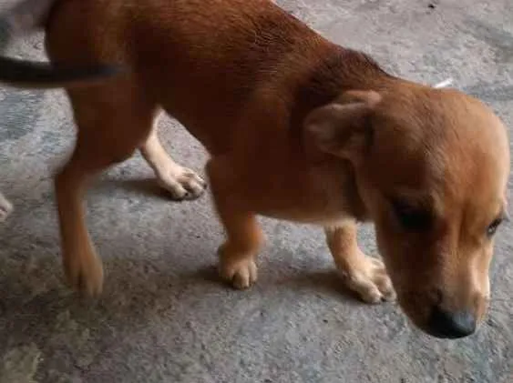 Cachorro ra a  idade 2 a 6 meses nome Dalila