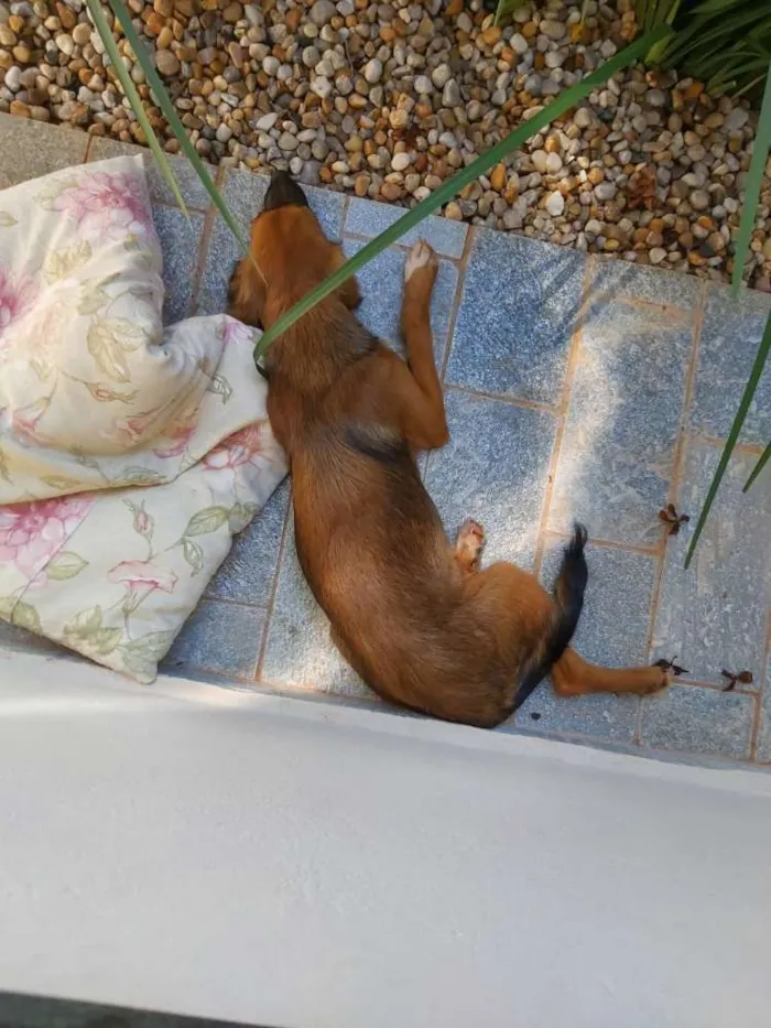 Cachorro ra a TL idade 2 a 6 meses nome Não tem