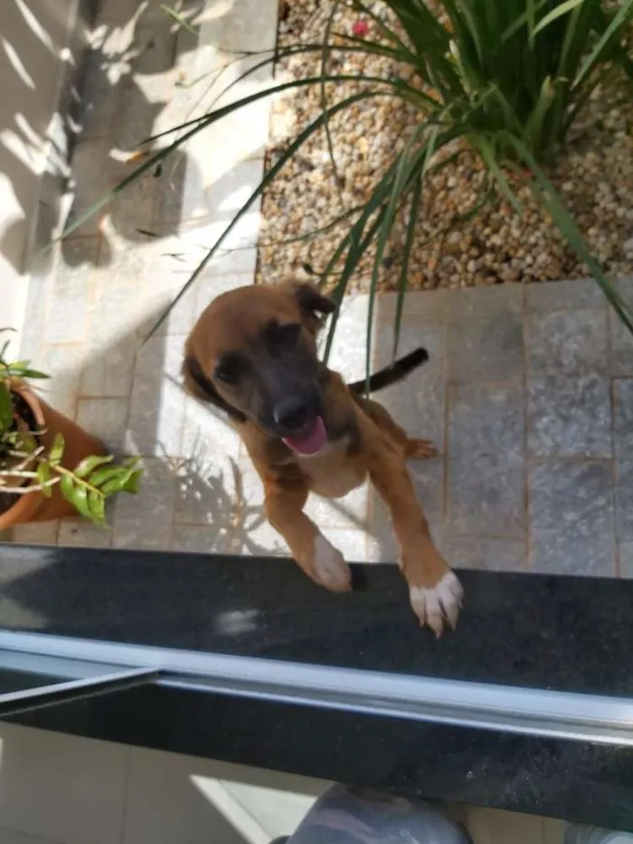 Cachorro ra a TL idade 2 a 6 meses nome Não tem