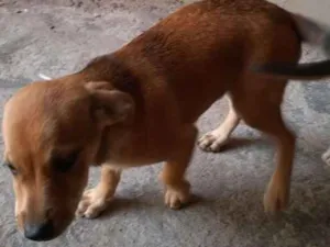 Cachorro raça  idade 2 a 6 meses nome Dalila