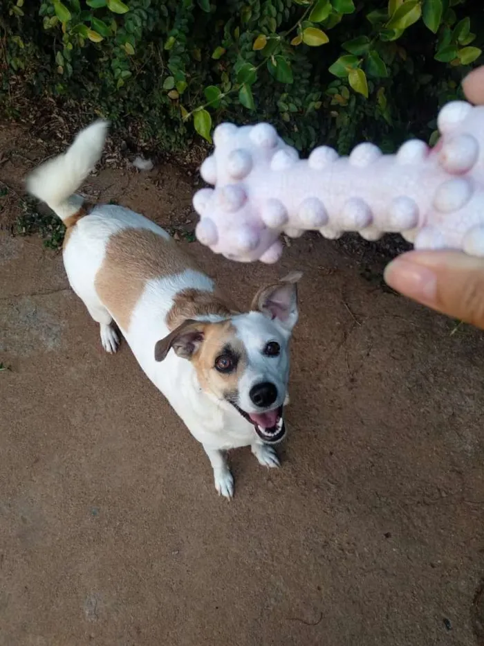 Cachorro ra a Srd idade 1 ano nome Manu