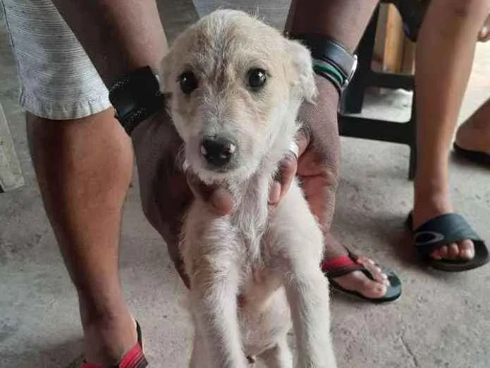 Cachorro ra a  idade 2 a 6 meses nome Péricles