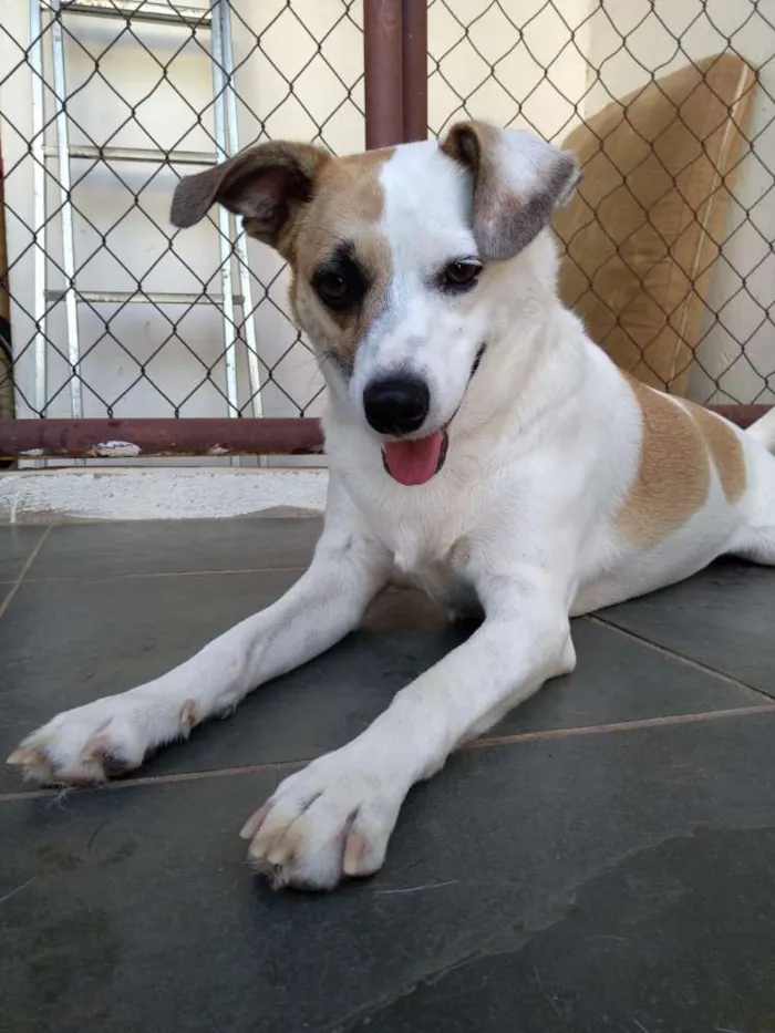 Cachorro ra a Srd idade 1 ano nome Manu