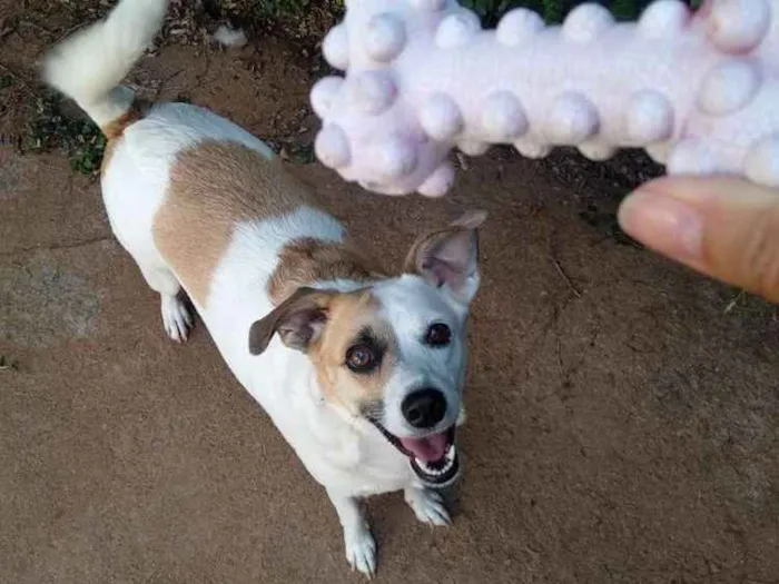 Cachorro ra a Srd idade 1 ano nome Manu