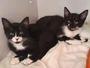Gato raça SRD idade 2 a 6 meses nome Frajolas 