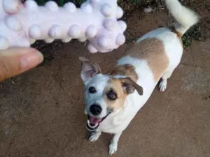 Cachorro raça Srd idade 1 ano nome Manu