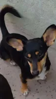 Bidu