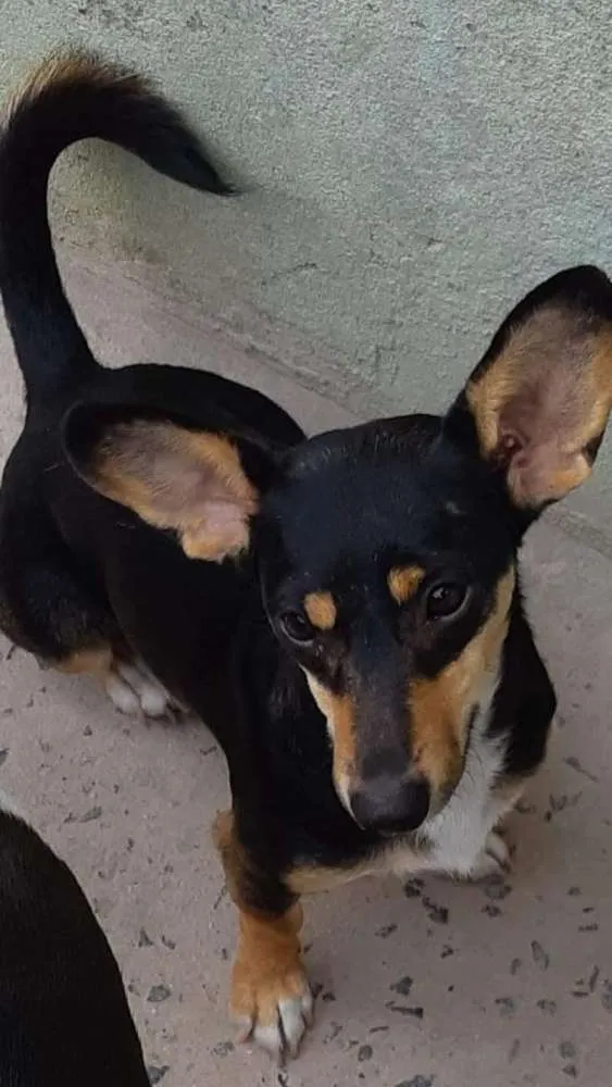 Cachorro ra a Srd idade 2 anos nome Bidu