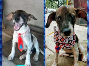 Cachorro raça RSD idade  nome BILLY E BRUCE