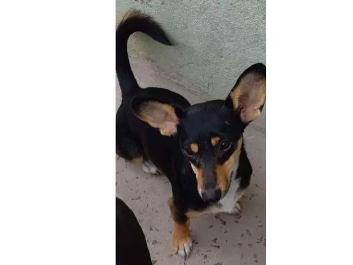 Cachorro ra a Srd idade 2 anos nome Bidu
