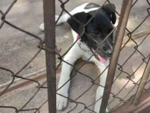 Cachorro raça SRD idade 2 a 6 meses nome Doguito