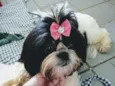 Lilica