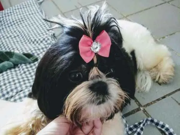 Cachorro ra a Shitzu idade 7 a 11 meses nome Lilica